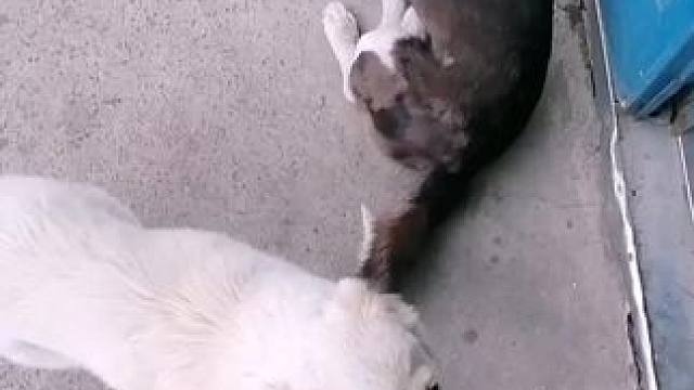 下雨了 狗狗还知道避雨