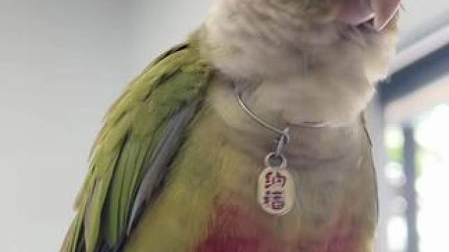 #带标识合法鹦鹉 #喊妈妈的小可爱 始终喊不清