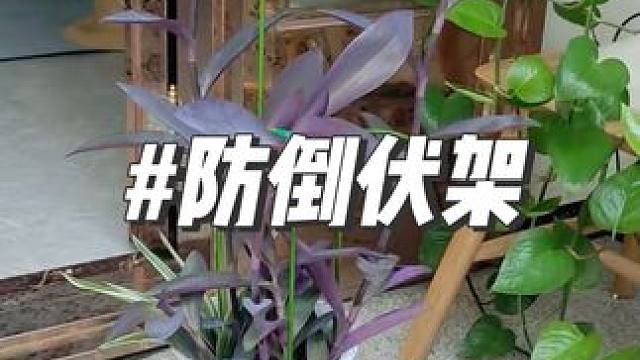 夏季到了花朵会逐渐盛开，快吧这个防倒伏架准备起来#爱生活爱养花 #花卉绿植 #我的花花草草