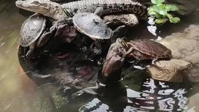 客户外塘散养小鳄鱼#动物的迷惑行为