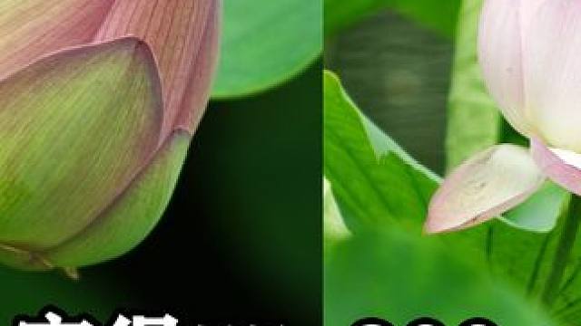 宾得k5原图直出拍荷花 | pentax k5 + dal 55-300mm #出淤泥而不染 #荷 