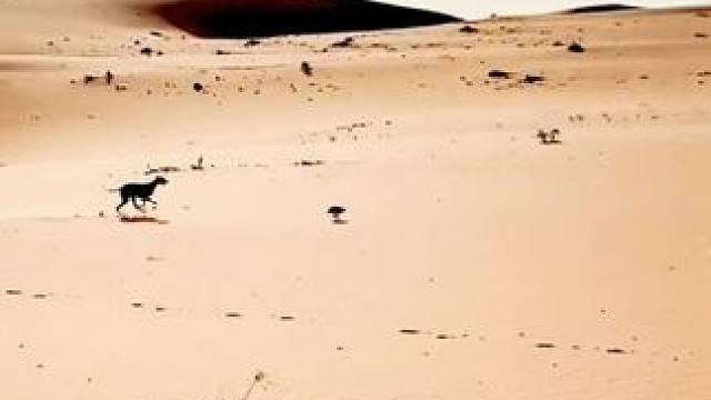 阿拉伯土豪的海东青和猎犬配合捉野兔 #国外合法拍摄 #奇妙的动物 #