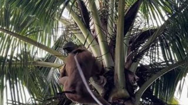 打工猴摘椰子 #国外视频分享 #猴子成精 #打工猴