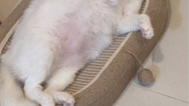 网友让我把它的猫窝收起来#狮子猫