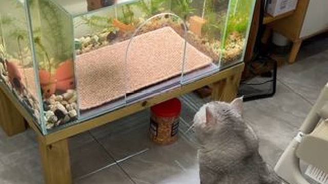 我不是故意吓你们的… #记录猫咪日常#猫咪能有什么坏心思呢