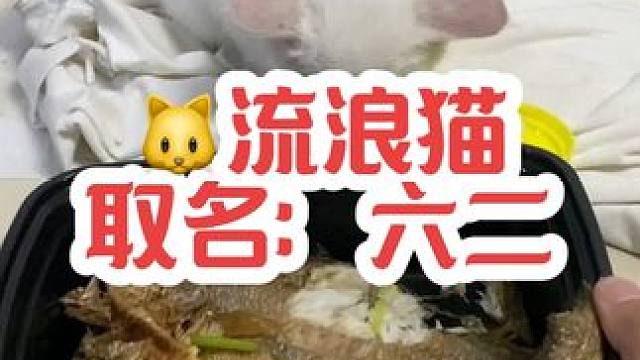 #流浪猫   确认了一下眼神，管你谁家走丢的，先拐走再说…#万万没想到