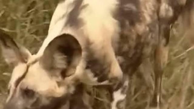 平头哥有时候真的很欠#蜜獾平头哥 #野生动物零距离 #动物世界的战斗 #618天猫