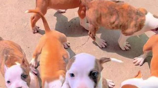 裁耳后的斯塔福 是不是感觉完全不听呢#斯塔福 #小奶狗 #赛级犬