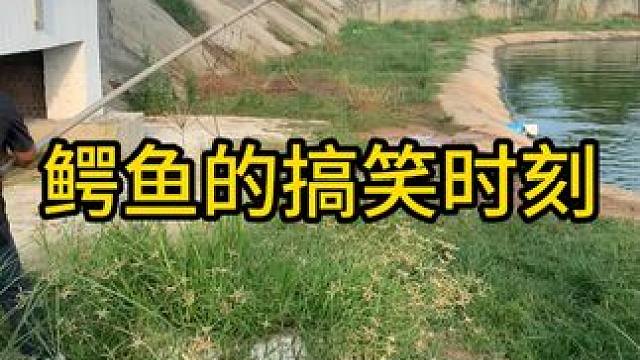 鳄鱼的搞笑时刻#鳄珍 #鳄鱼 #鳄珍鳄鱼酒