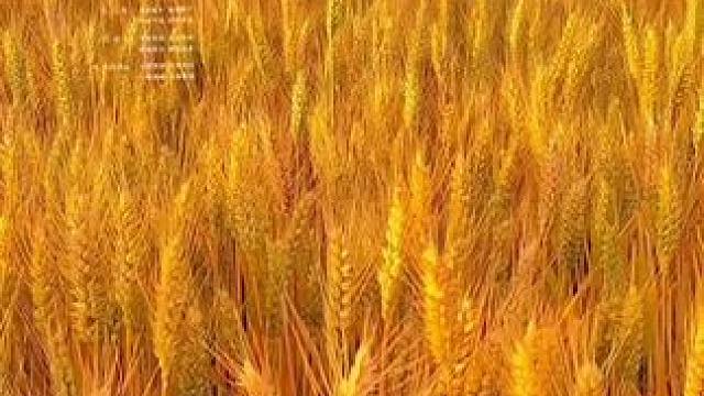 #麦浪滚滚闪金光 #丰收的季节 #喜迎丰收 #麦子熟了 #百听不厌 ！