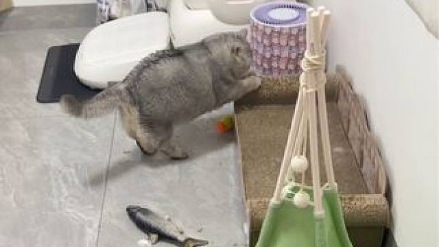 饭前饭后都会打声招呼，真是蛮有礼貌的呢 #记录猫咪日常 #它真的好像个小宝宝