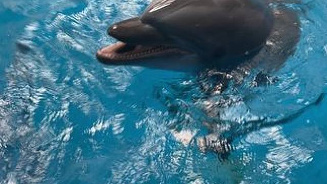 滋人一脸水！
干完坏事还嘎嘎笑！
坏宝宝！！！
#潜水 #水下摄影 #自由潜 #海洋馆