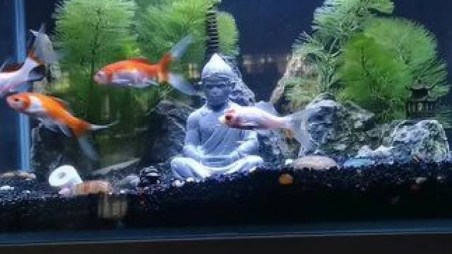 大圣悟道，心如止水！外界纷扰，与我无关！