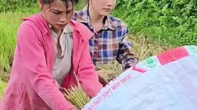 太好了，阿萍和干妈一起收获稻谷#野外生存 #国外生活 #单亲妈妈
