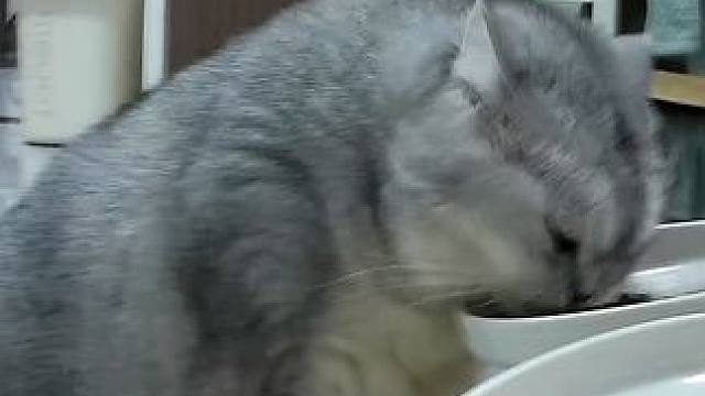 蛋蛋不爱吃这个口味的罐头，宁愿饿着也不吃 #记录猫咪日常 #监控下的一幕 #它真的好像个小宝宝