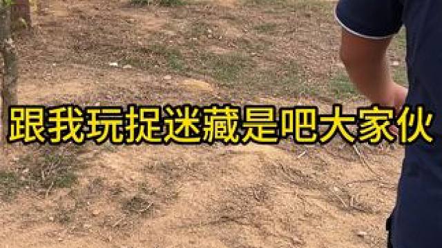 喜欢玩捉迷藏是吧#鳄鱼 #鳄珍 #鳄珍鳄鱼酒