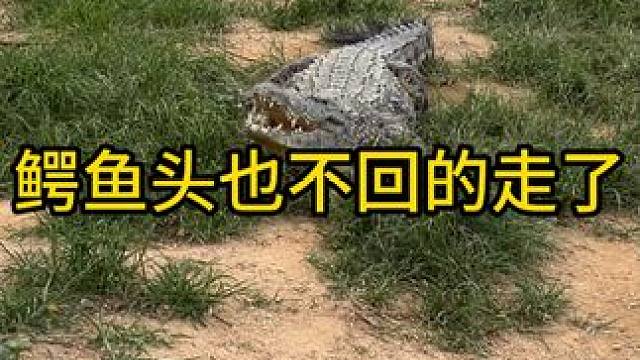 鳄鱼头也不回的走了#鳄鱼 #鳄珍 #鳄珍鳄鱼酒