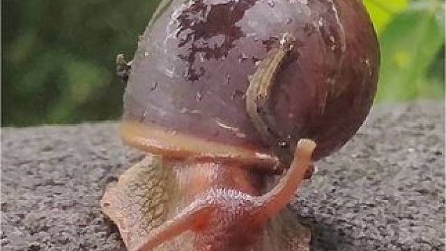 小虫子为什么要爬到蜗牛的背上？#野生动物零距离 #惊不惊喜意不意外 #动物世界 #