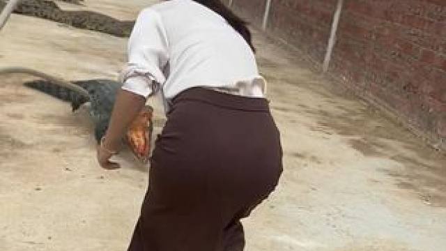 对待凶鳄我们只能以恶制鳄2.0！ #鳄鱼 #鳄珍 #鳄鱼皮带