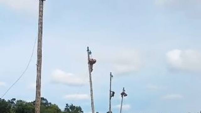 泰国打工猴摘椰子技能大赛 #国外视频分享 #猴子成精 #打工猴