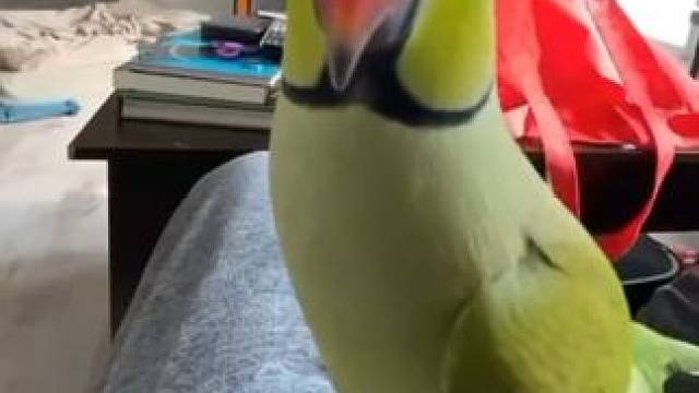 鸟中哈士奇红领绿鹦鹉 #国外视频分享 #奇妙的动物 #宠物