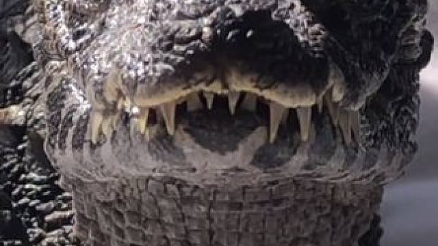 美女的宠物小鳄鱼 #国外视频分享 #宠物 #鳄鱼