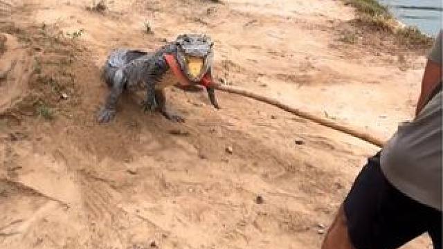 小兔崽子不讲武德，冲过来吓我一跳#动物的迷惑行为