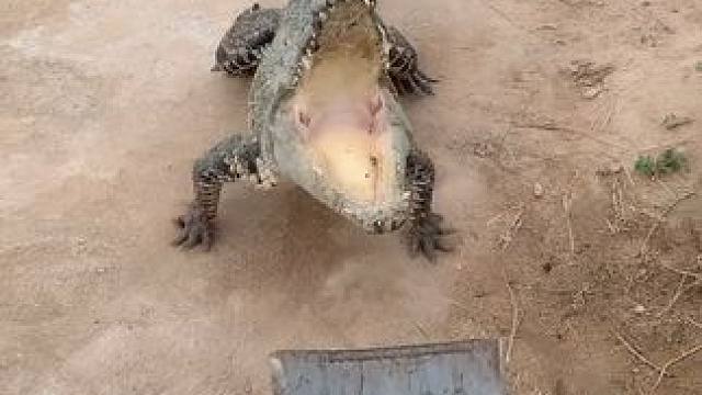 脑瓜嗡嗡响都不肯走#动物的迷惑行为