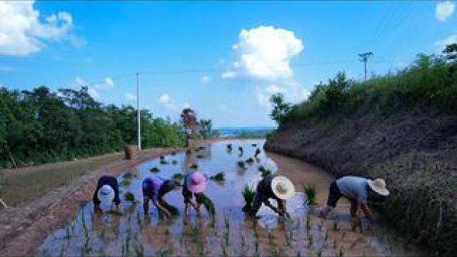 农村栽秧，又有蛇又有蚂蟥，太吓人了，现在都不种地，栽秧的更少 #杨美丽流浪记 #三农vlog #农村
