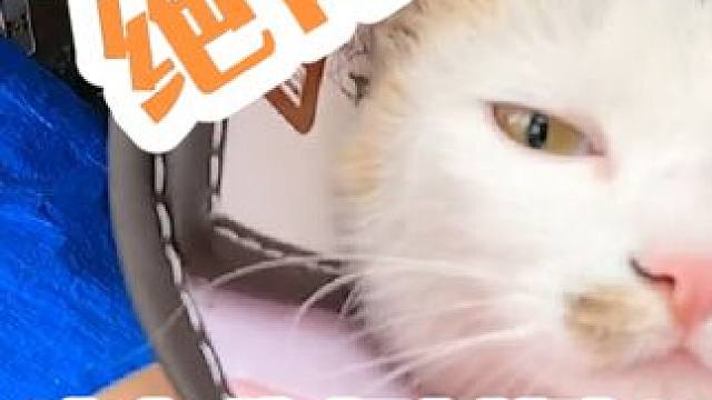 今天就干一件事，给猫绝育！#新疆 #露营 #穷游 #床车生活 #绝育完的猫咪