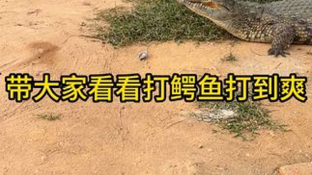 带大家看看打鳄鱼打到爽#鳄鱼 #鳄珍 #鳄珍鳄鱼酒