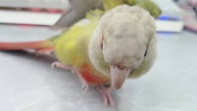 智商不在线的一天，#鹦鹉鹦鹉萌萌哒逗鹦鹉 #鹦鹉小太阳 #鹦鹉技能