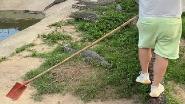 家人们，快来看鳄鱼打快板