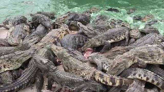 饿疯了吃东西都要抢#动物的迷惑行为