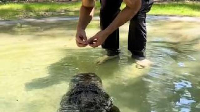 真怕鳄鱼把他的脑袋转下来 #国外合法拍摄国内请勿模仿 #野生动物零距