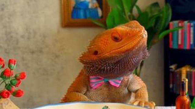 仪式感满满 #国外视频分享 #奇妙的动物 #宠物