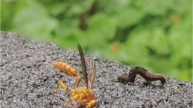 虫子的同胞正在被吃掉，同伴还若无其事从旁边经过#野生动物零距离 #你能叫出它的名字吗 #难得一见 #