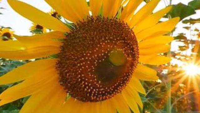 好汉歌 - 刘欢#番茄畅听