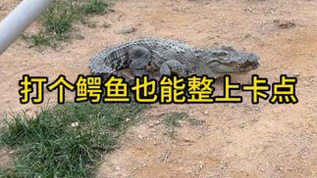 打鳄鱼也能整上卡点#鳄鱼 #鳄珍 #鳄珍鳄鱼酒