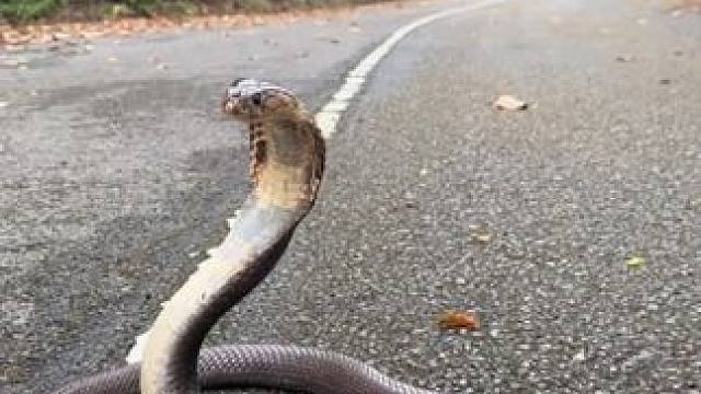 辣条在嘶吼 #国外视频分享 #野生动物零距离 #眼镜蛇