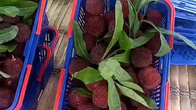 新鲜的浙江红乌苏杨梅