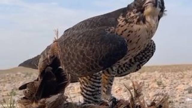 阿拉伯土豪的鹰隼收获一顿大餐 #国外合法拍摄  #奇妙的动物 #宠物