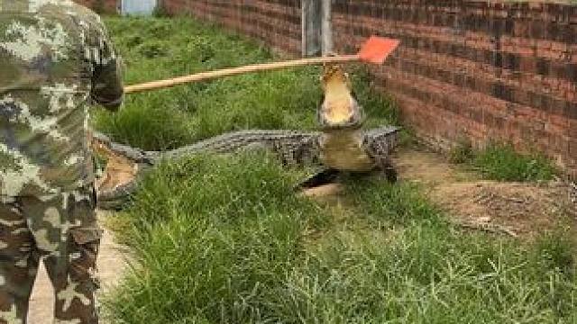 牙都干掉……#非专业人士请勿模仿 #鳄鱼养殖场