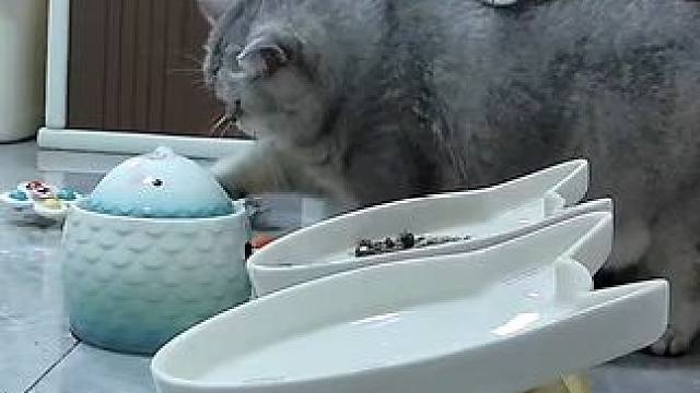 蛋蛋今天倒着喝水好可爱啊 #记录猫咪日常#监控下的一幕