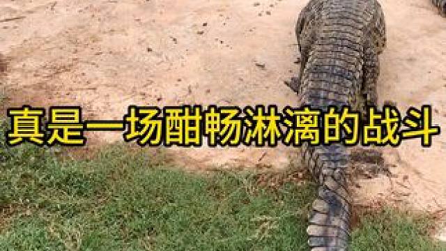 真是一场酣畅淋漓的战斗#鳄鱼 #鳄珍 #鳄珍鳄鱼酒