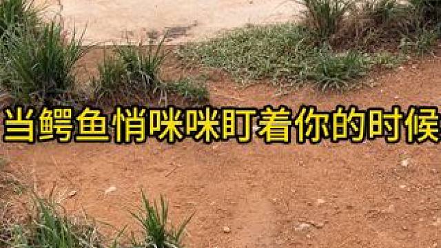 当鳄鱼悄咪咪盯着你的时候#鳄鱼 #鳄珍 #鳄珍鳄鱼酒