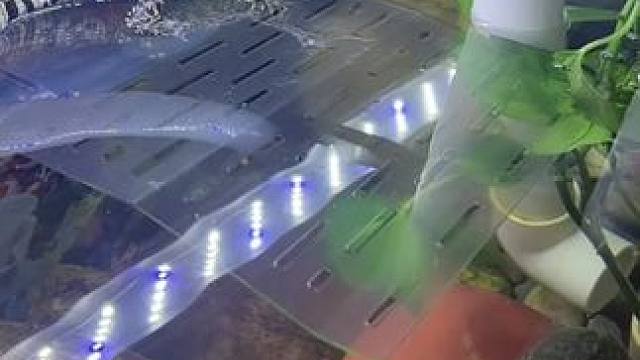 #爬宠 #鱼缸里的大自然 #鳄鱼养殖场 说一个很烧钱，戒又戒不掉的爱好！