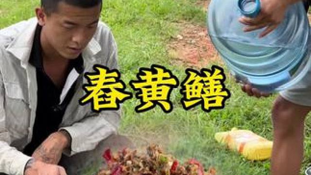 舂黄鳝#新农人计划2024 #回村后的我 #农村生活