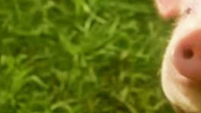 一只不甘心沦为烤乳猪的小猪，通过自己的勤奋努力，改变了猪生#搞笑 #电影 #动物