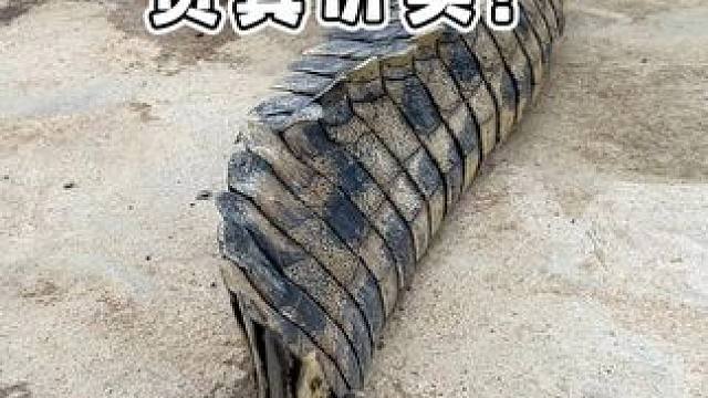 你的皮带货真价实！ #鳄鱼 #鳄珍 #鳄鱼皮带